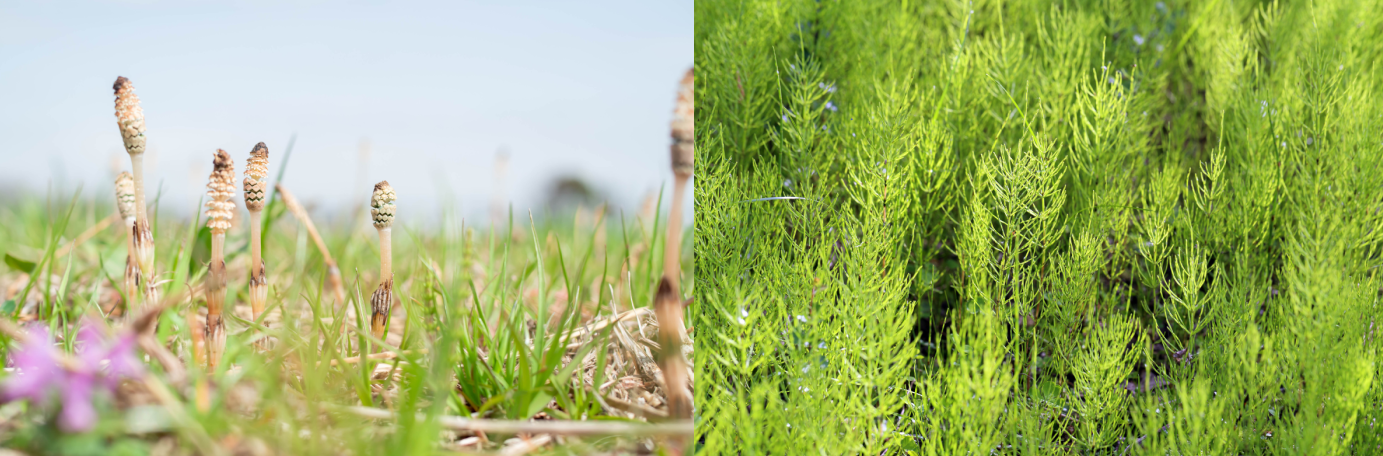 左が春の茎、右が夏の茎