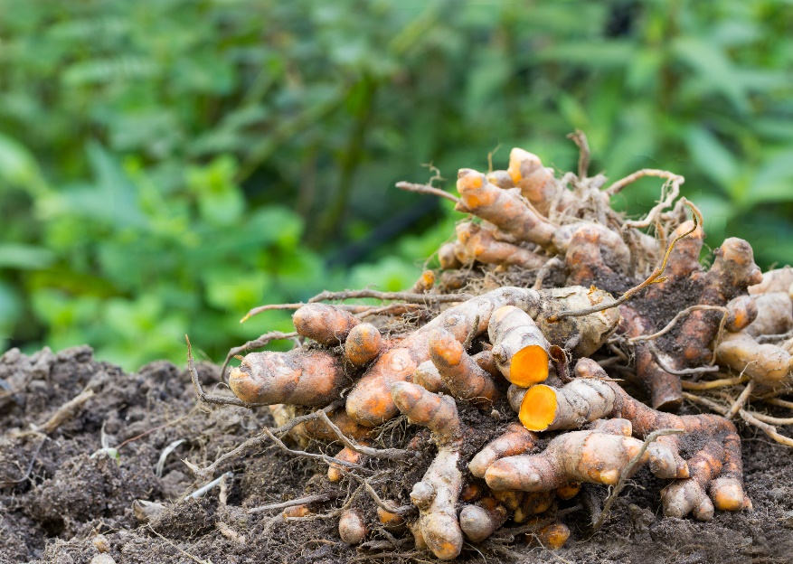 クルクマ・ロンガ（Curcuma longa）の根茎（根）