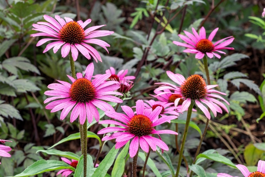 植物エキナセア・プルプレア