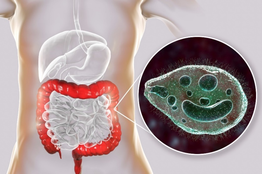 Balantidium coli - ヒトの消化管の大腸に寄生する。