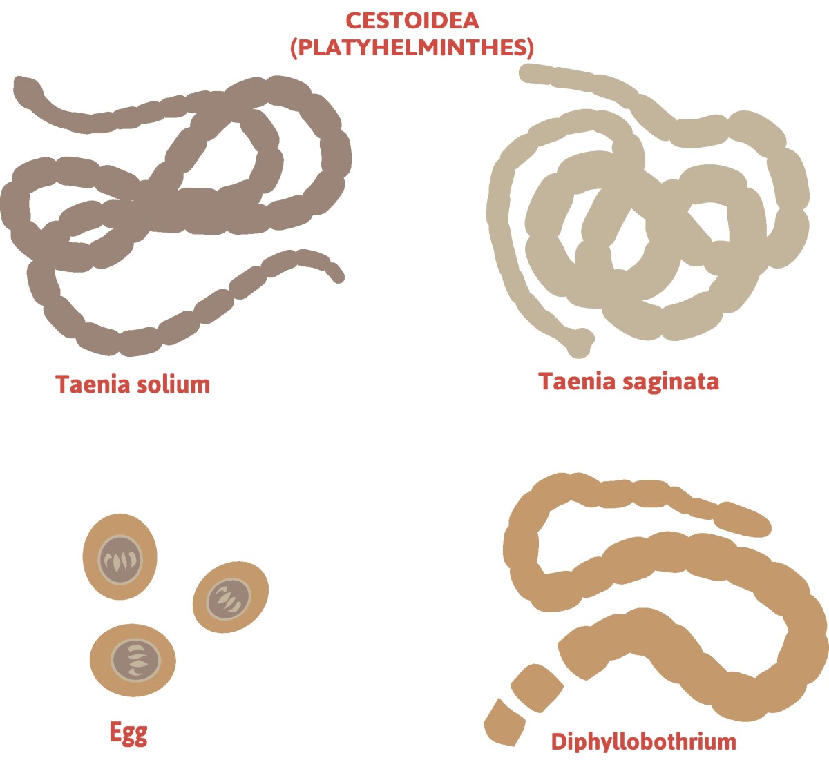 サナダムシの仲間：Taenia solium（長足条虫）＋Taenia saginata（無防備条虫）