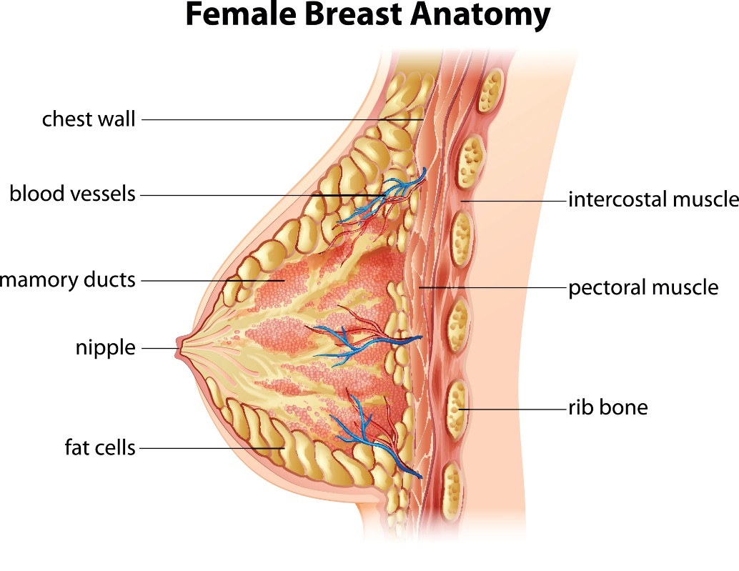 女性の乳房の解剖学