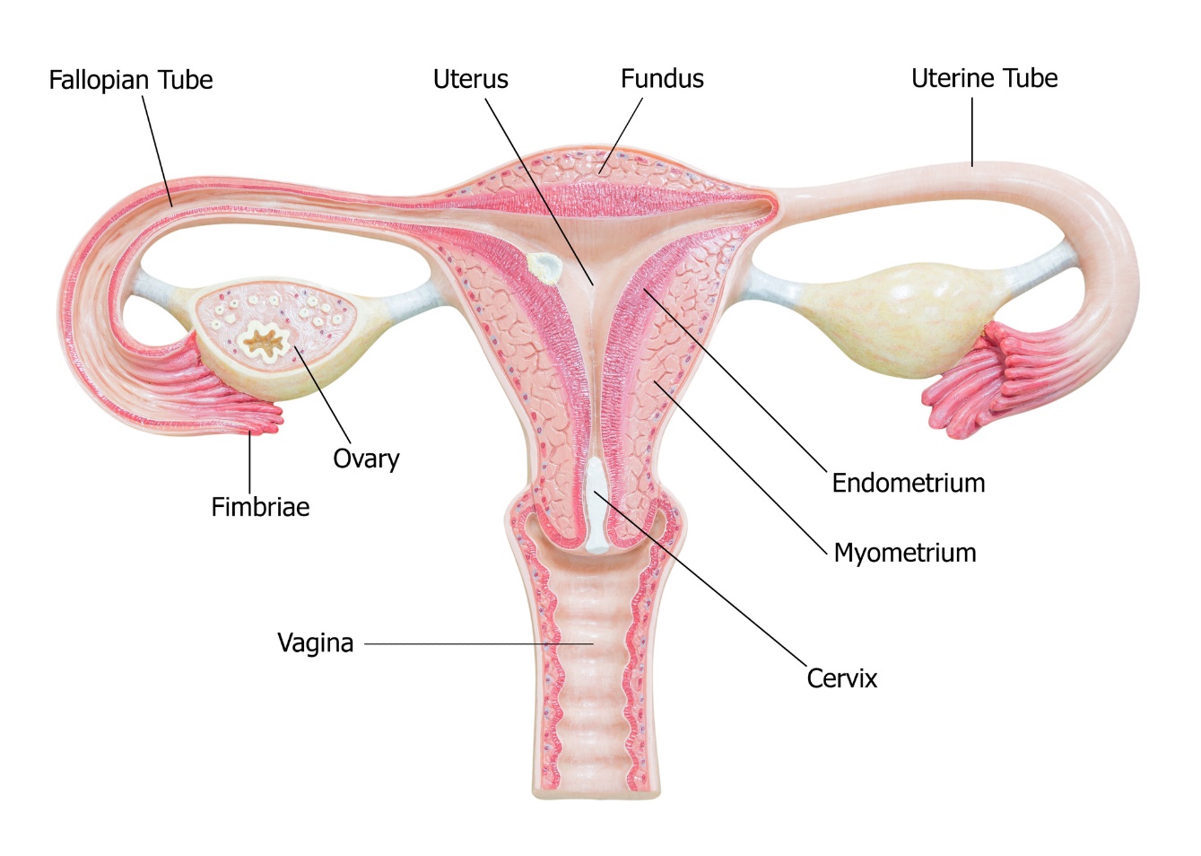 女性生殖器の解剖学