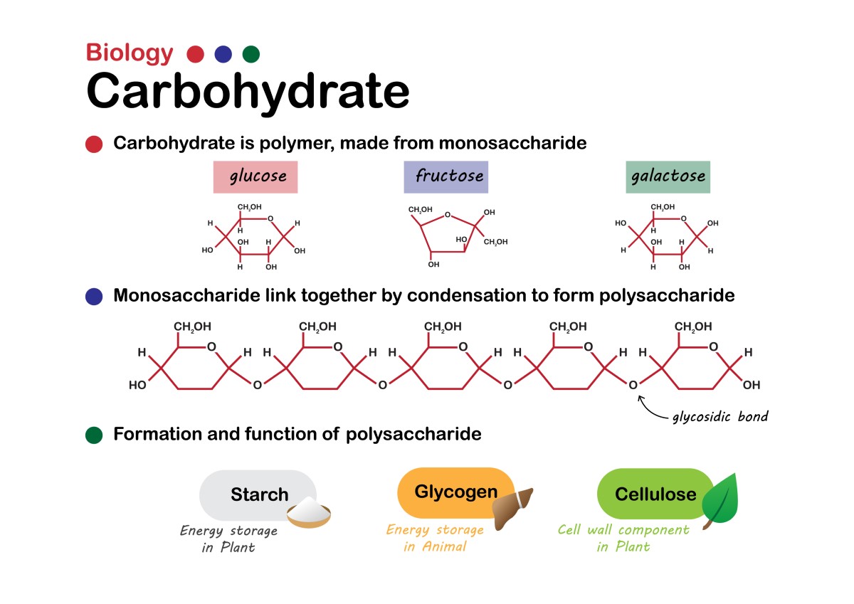 基本的な炭水化物の生物学：単糖類（単糖類）：グルコース、フルクトース、ガラクトースは結合を形成し、デンプン、グリコーゲン、繊維などの多糖類を形成する。