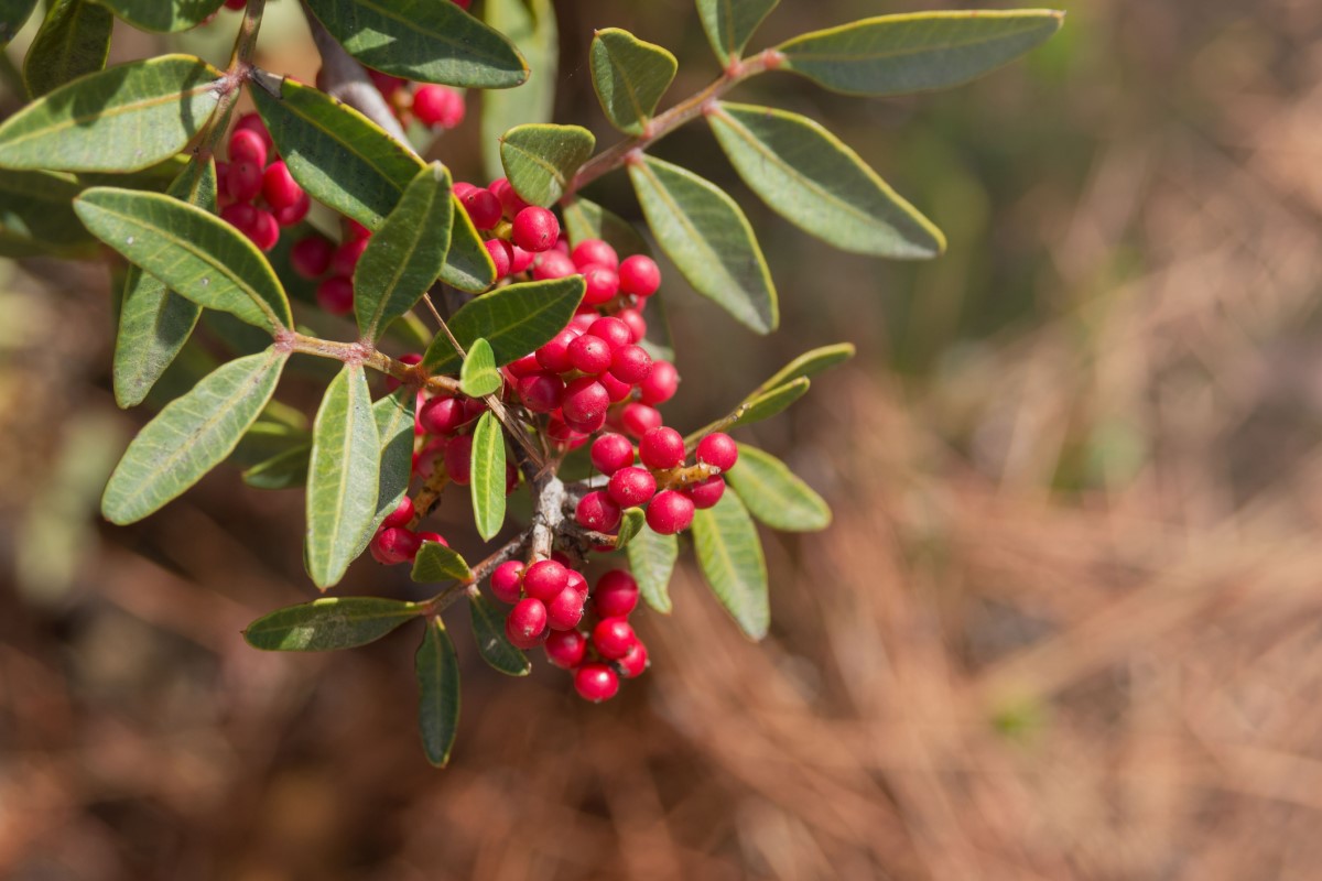 Pistacia mastix (P. lentiscus)は、樹木または低木として、特に地中海沿岸地域に広く分布している。