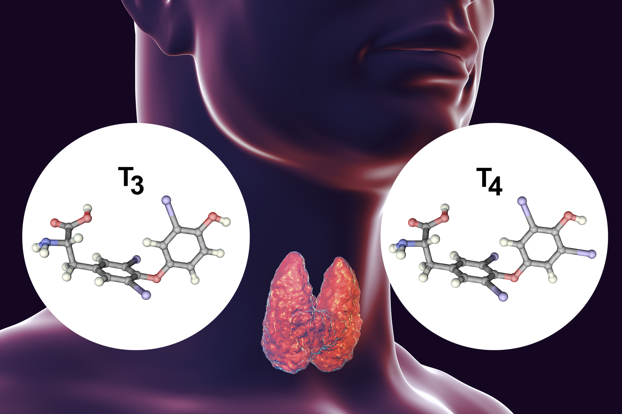 甲状腺は、サイロキシン（T4）とトリヨードサイロニン（T3）という甲状腺ホルモンを産生する。