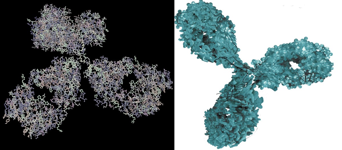 生物学的薬剤であるモノクローナル抗体の分子イメージング