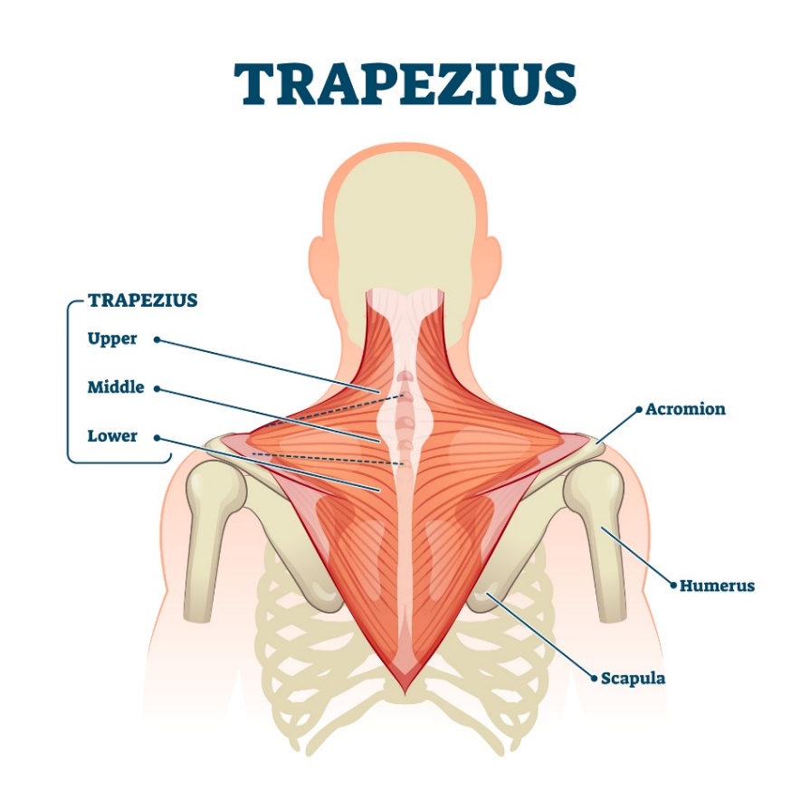 僧帽筋（musculus trapezius） - 筋の上部、中部、下部の線維。 肩峰（肩関節の上の肩甲骨の突起、上腕骨（humerus） - 上腕骨、肩甲骨（scapula） - 肩甲骨）。