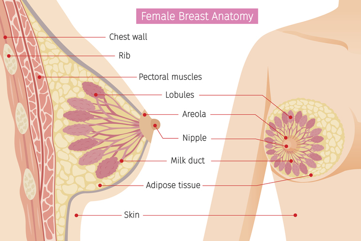 女性の乳房の解剖学