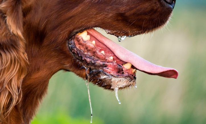 犬のよだれ、狂犬病などの感染症の可能性