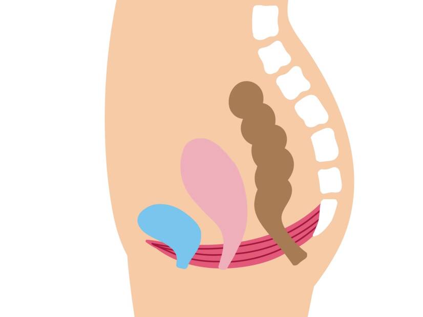 骨盤底：女性におけるその機能と重要性＋強化とリラクゼーションのためのエクササイズ
